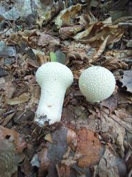 Lycoperdon excipuliforme