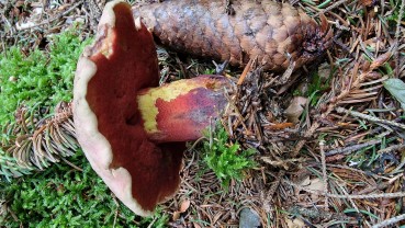 Rubroboletus rubrosanguineus