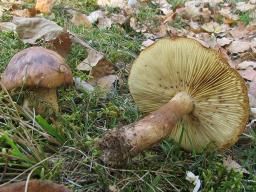 Tricholoma fulvum