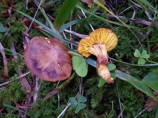 Phylloporus pelletieri