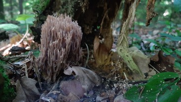 Artomyces pyxidatus