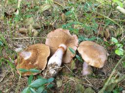 Cortinarius variicolor