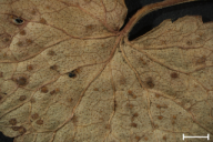 Puccinia glechomatis