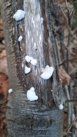 Schizophyllum commune