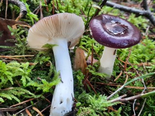 Russula caerulea