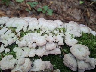 Trichaptum biforme