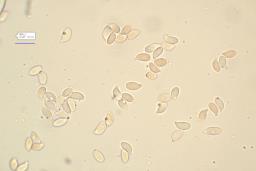 Gymnopus brassicolens