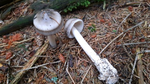 Amanita battarrae