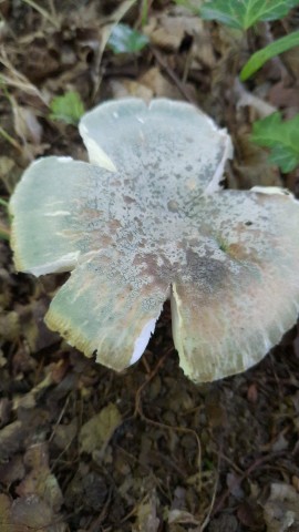 Russula virescens