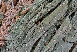 Icmadophila ericetorum