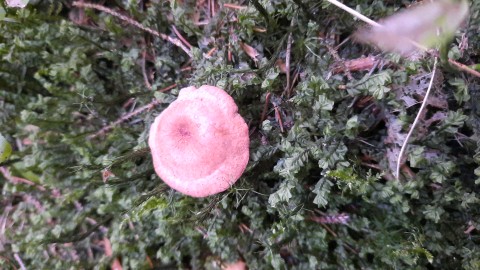 Lactarius camphoratus