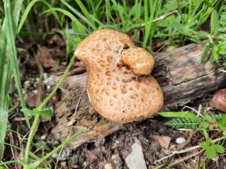 Polyporus tuberaster