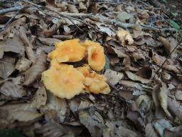 Cantharellus friesii