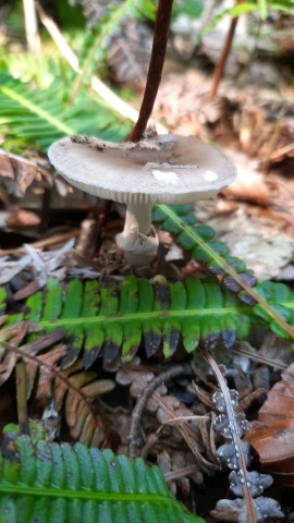 Amanita porphyria