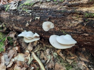 Crepidotus cesatii