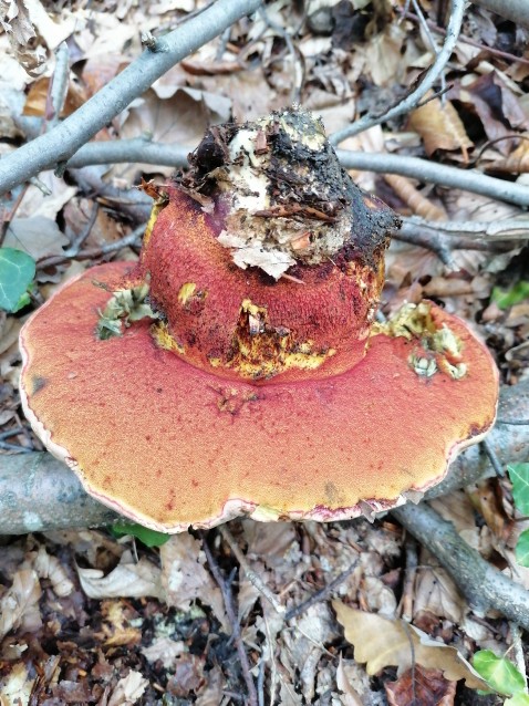 Rubroboletus rhodoxanthus