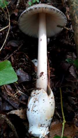 Amanita battarrae