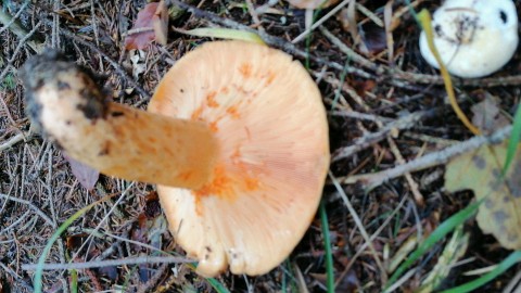 Lactarius salmonicolor