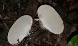 Scleroderma citrinum