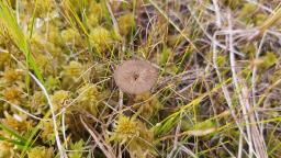 Arrhenia gerardiana