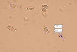 Atractosporocybe inornata