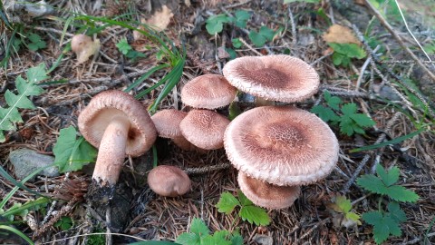 Tricholoma vaccinum