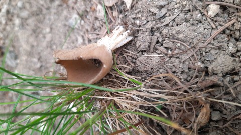 Helvella acetabulum