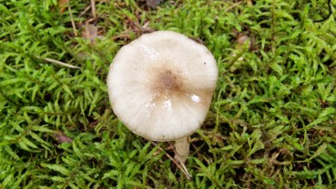 Hygrophorus olivaceoalbus