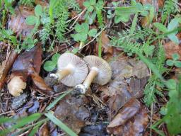 Inocybe queletii