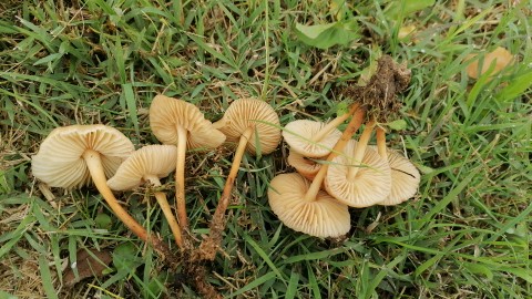 Marasmius oreades