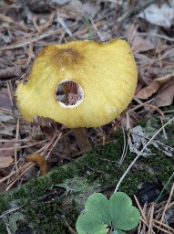 Pluteus leoninus