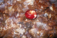 Russula xerampelina