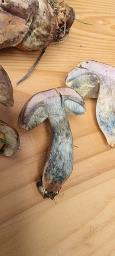 Hortiboletus bubalinus