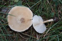 Melanoleuca grammopodia