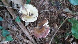 Russula integra