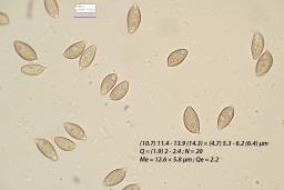 Hebeloma pseudofragilipes