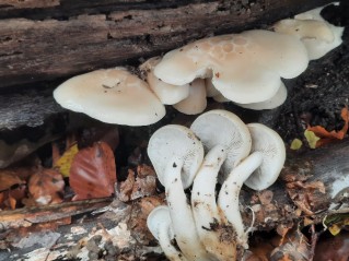 Hypsizygus tessulatus