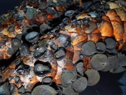 Rutstroemia bulgarioides