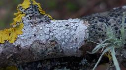 Lecanora chlarotera
