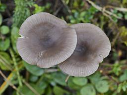 Pseudoclitocybe expallens