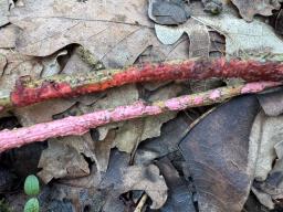 Marchandiomyces quercinus