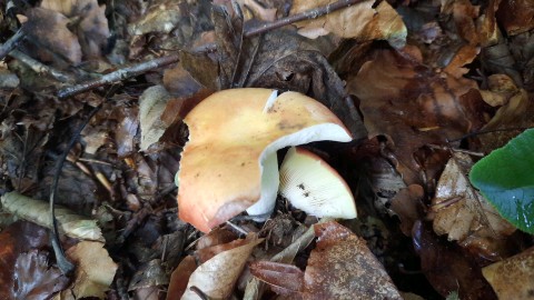 Russula aurea