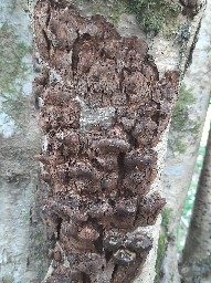 Mensularia nodulosa