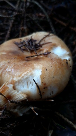 Russula foetens