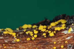 Calycina citrina