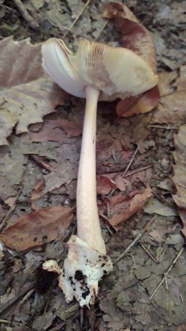 Amanita fulva