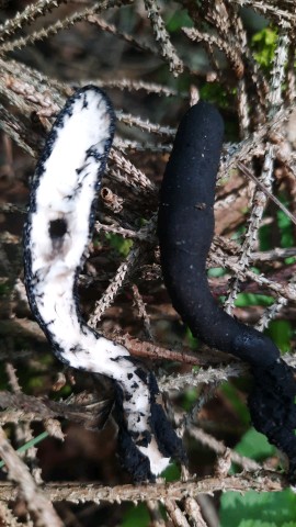 Xylaria polymorpha