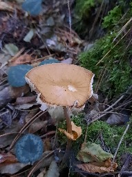 Hymenopellis radicata