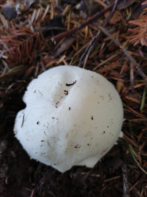 Volvariella hypopithys