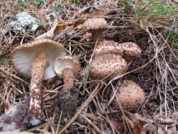 Echinoderma calcicola